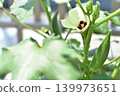 【蔬菜圖片】白秋葵花和果實 139973651