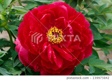 花園裡盛開的一朵紅色牡丹花的特寫。 139973842