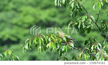 A Japanese Green Pigeon pecking at the fruit of a mountain cherry tree. A Japanese Green Pigeon pecking at the fruit of a mountain cherry tree. 139974161