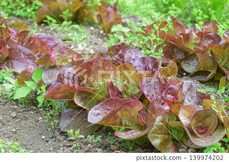 Close-up of red leaf lettuce growing in a field Close-up of red leaf lettuce growing in a field 139974202