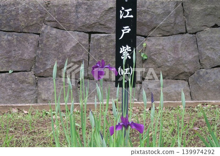 石牆上盛開著江戶紫花 石牆上盛開著江戶紫花 139974292