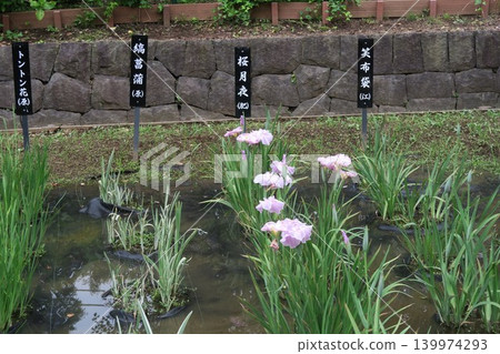 櫻花在鳶尾花環繞的水道中優雅綻放。 櫻花在鳶尾花環繞的水道中優雅綻放。 139974293