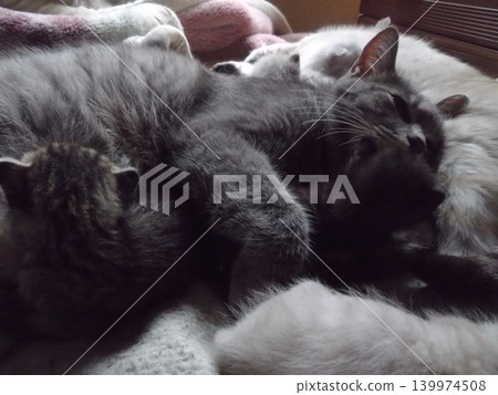 Mother and kitten grooming each other Mother and kitten grooming each other 139974508