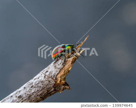 Red beetle on the tip of a dead tree Red beetle on the tip of a dead tree 139974645