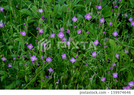 Many evening primroses are blooming in the grass. Many evening primroses are blooming in the grass. 139974646