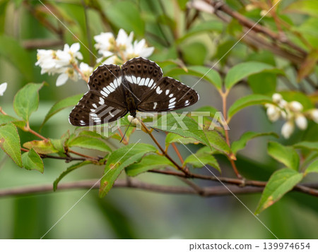 A Common White butterfly perched on a Deutzia branch. A Common White butterfly perched on a Deutzia branch. 139974654