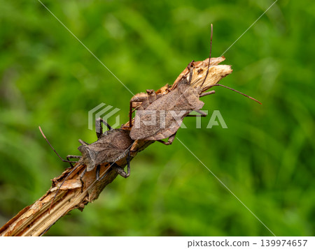 A male and female large stink bug on the tip of a dead tree. A male and female large stink bug on the tip of a dead tree. 139974657