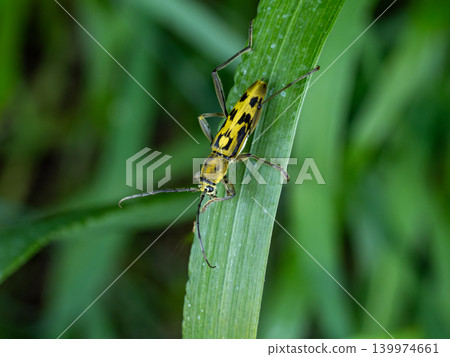 Yellow tiger longhorn beetle on a leaf Yellow tiger longhorn beetle on a leaf 139974661