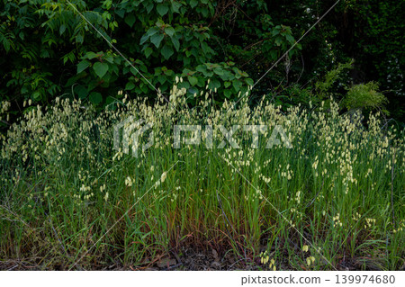 Tall briar grass blooming by the roadside Tall briar grass blooming by the roadside 139974680