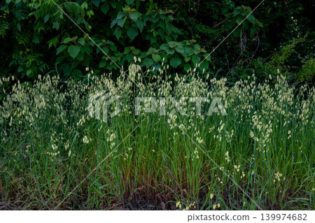 Tall briar grass blooming by the roadside 139974682