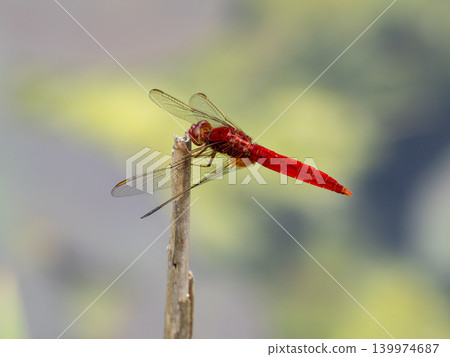 A male scarlet dragonfly perched on dry grass A male scarlet dragonfly perched on dry grass 139974687
