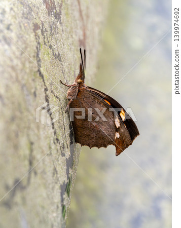 A long-nosed butterfly perched on a guardrail A long-nosed butterfly perched on a guardrail 139974692