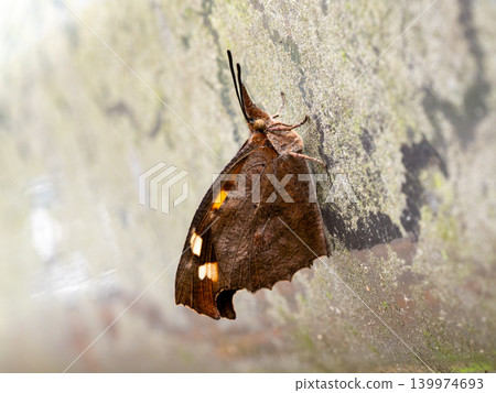 A long-nosed butterfly perched on a guardrail A long-nosed butterfly perched on a guardrail 139974693