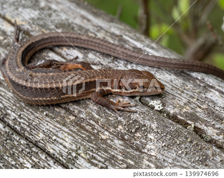 Japanese grass lizard on a tree Japanese grass lizard on a tree 139974696