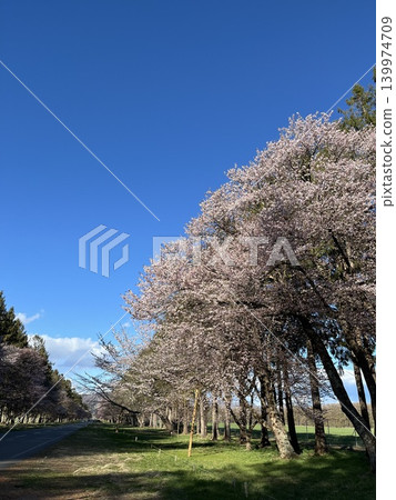 北海道春季自駕遊:櫻花與針葉林美景 北海道春季自駕遊:櫻花與針葉林美景 139974709