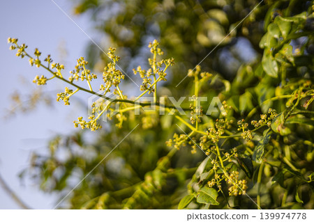Mango Blossoms Open For Pollination. Close up of small yellow flowers on mango tree branch in tropical orchard, perfect for agriculture or seasonal nature themes. Mango Blossoms Open For Pollination. Close up of small yellow flowers on mango tree branch in tropical orchard, perfect for agriculture or seasonal nature themes. 139974778