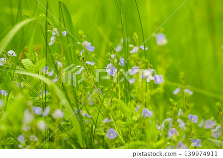 Veronica chamaedrys. Germander speedwell plants Veronica chamaedrys. Germander speedwell plants 139974911