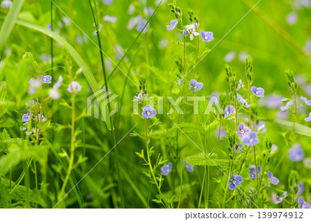 Veronica chamaedrys. Germander speedwell plants Veronica chamaedrys. Germander speedwell plants 139974912