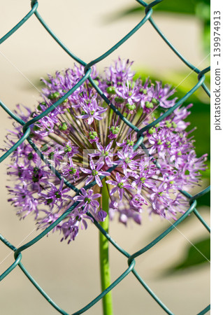 Purple flowers ball allium grow Purple flowers ball allium grow 139974913