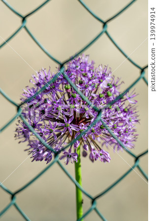 Purple flowers ball allium grow Purple flowers ball allium grow 139974914