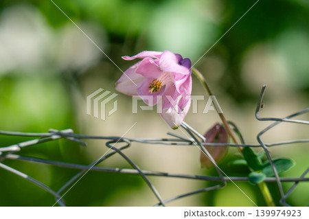 A close-up of a columbine flower with small buds and leaves. A close-up of a columbine flower with small buds and leaves. 139974923