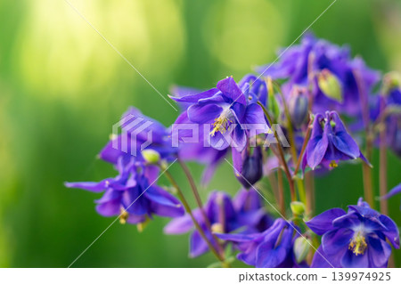 A close-up of a columbine flower with small buds and leaves. 139974925