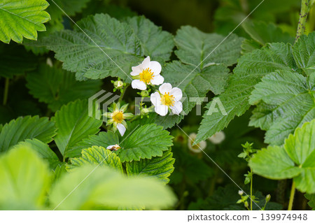 White blooming strawberry flowers on green leaves background White blooming strawberry flowers on green leaves background 139974948