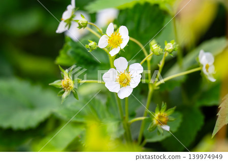 White blooming strawberry flowers on green leaves background White blooming strawberry flowers on green leaves background 139974949