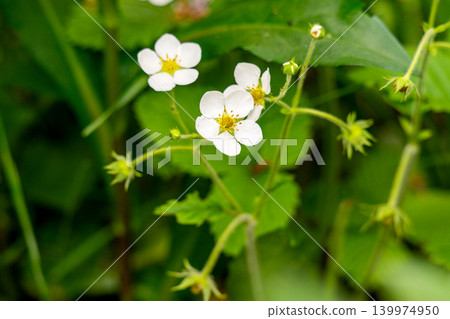 White blooming strawberry flowers on green leaves background White blooming strawberry flowers on green leaves background 139974950