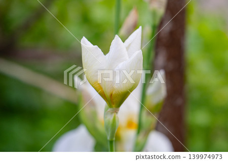hite iris flowers in the field hite iris flowers in the field 139974973