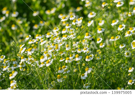 field of blooming camomile (Matricaria chamomilla) field of blooming camomile (Matricaria chamomilla) 139975005