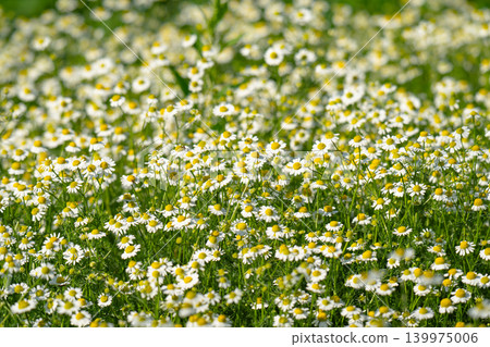 field of blooming camomile (Matricaria chamomilla) field of blooming camomile (Matricaria chamomilla) 139975006