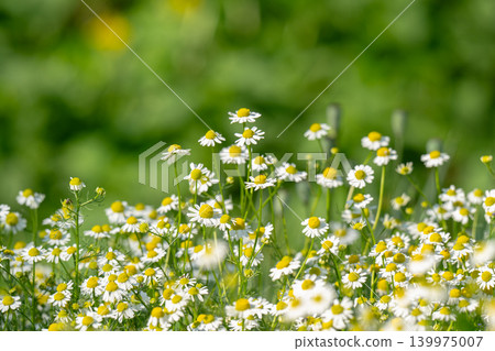 field of blooming camomile (Matricaria chamomilla) field of blooming camomile (Matricaria chamomilla) 139975007