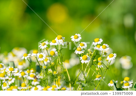 field of blooming camomile (Matricaria chamomilla) field of blooming camomile (Matricaria chamomilla) 139975009