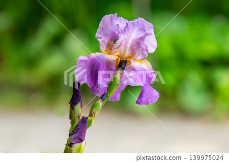 Blooming iris flower Blooming iris flower 139975024