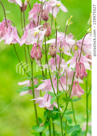 A close-up of a columbine flower with small buds and leaves. 139975027