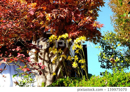 [Kanagawa Prefecture] Maple leaves hanging from the eaves 139975070