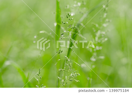 Close-up of dew-dripping grass blades at sunrise Close-up of dew-dripping grass blades at sunrise 139975184