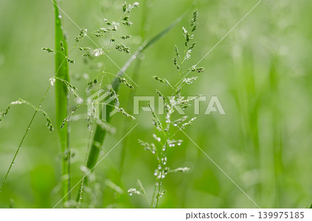Close-up of dew-dripping grass blades at sunrise Close-up of dew-dripping grass blades at sunrise 139975185