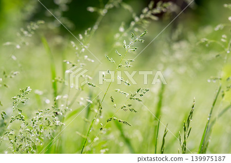 Close-up of dew-dripping grass blades at sunrise Close-up of dew-dripping grass blades at sunrise 139975187