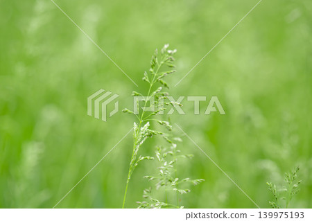 Close-up of dew-dripping grass blades at sunrise 139975193