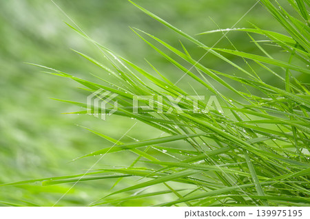Close-up of dew-dripping grass blades at sunrise Close-up of dew-dripping grass blades at sunrise 139975195