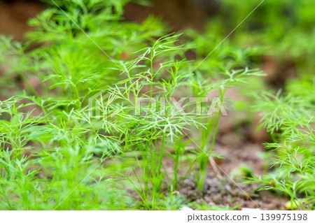 Green dill in the garden Green dill in the garden 139975198