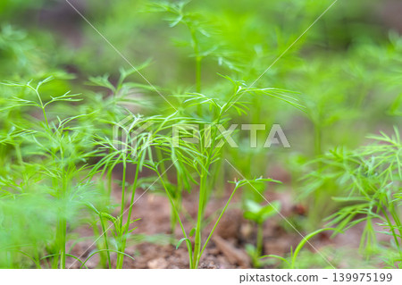 Green dill in the garden 139975199