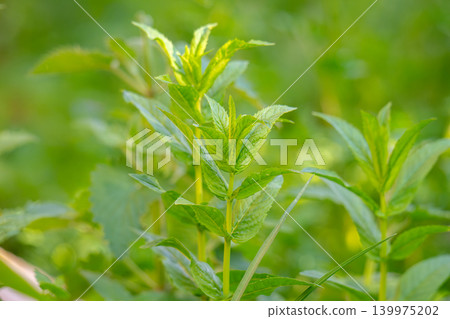 Mint leaves close up. Growing peppermint bushes, ingredient and spice for food and drinks. Mint leaves close up. Growing peppermint bushes, ingredient and spice for food and drinks. 139975202