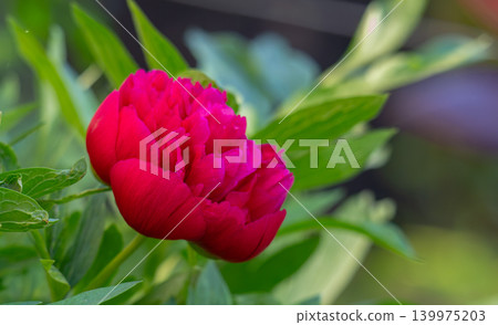 Beautiful red bloomed peon covered with morning dew 139975203