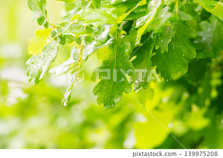 Green fresh leaves on the branches of an oak close up against the sky in sunlight. Care for nature and ecology, Green fresh leaves on the branches of an oak close up against the sky in sunlight. Care for nature and ecology, 139975208