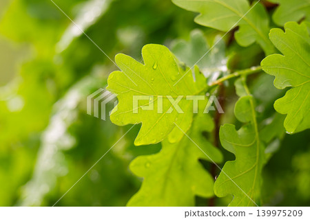 Green fresh leaves on the branches of an oak close up against the sky in sunlight. Care for nature and ecology, Green fresh leaves on the branches of an oak close up against the sky in sunlight. Care for nature and ecology, 139975209