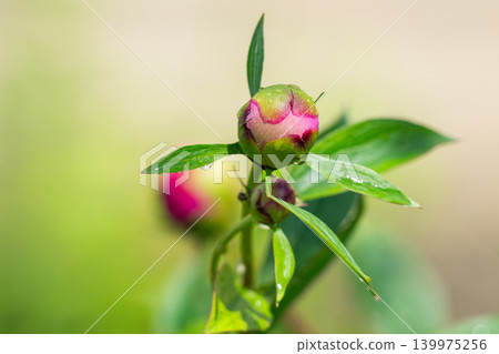 A green bud of a red rosehip flower begins A green bud of a red rosehip flower begins 139975256