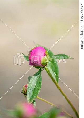 A green bud of a red rosehip flower begins A green bud of a red rosehip flower begins 139975257